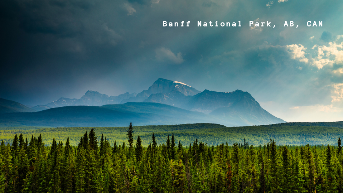 The Green Guardians: Unveiling the Crucial Role of Tree Planting in Environmental Conservation