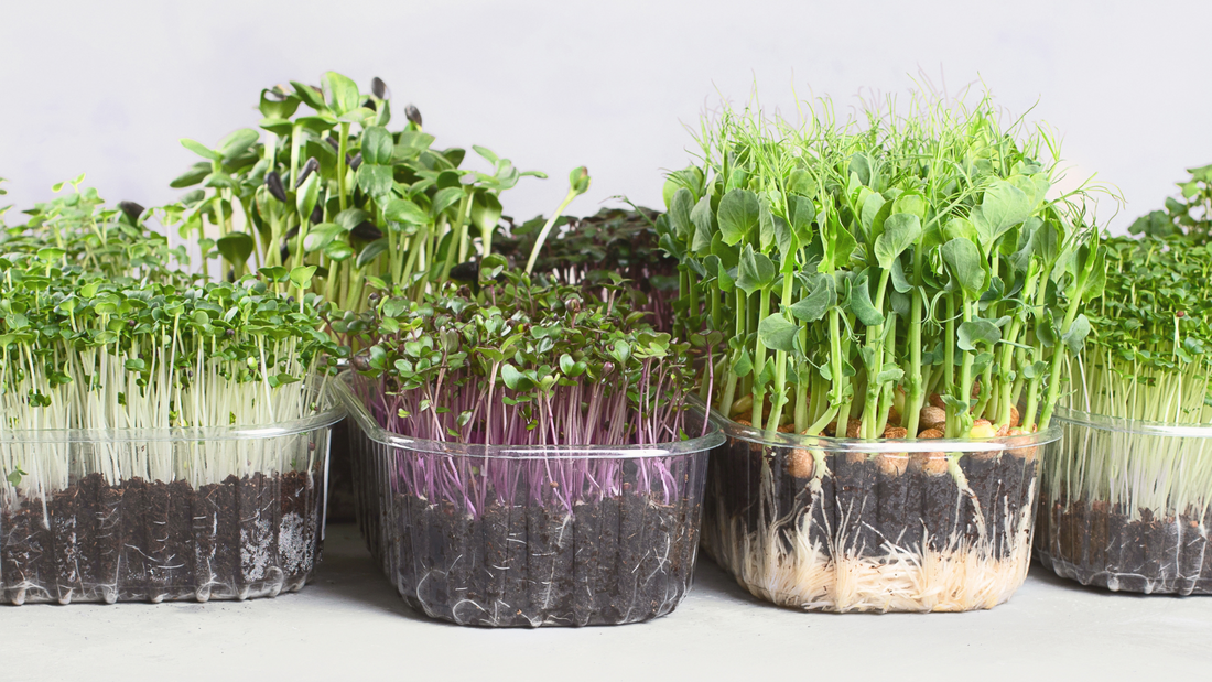 Exploring the Nutritional Powerhouse: Pros and Cons of Consuming Microgreens