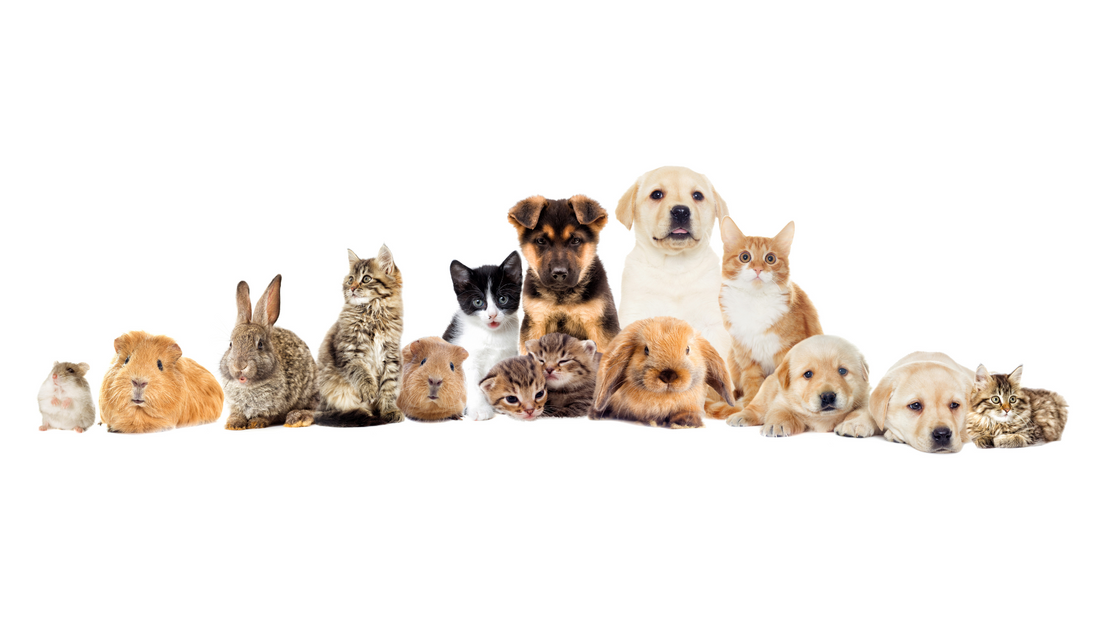 Pros and Cons of Spending Time with Your Pets