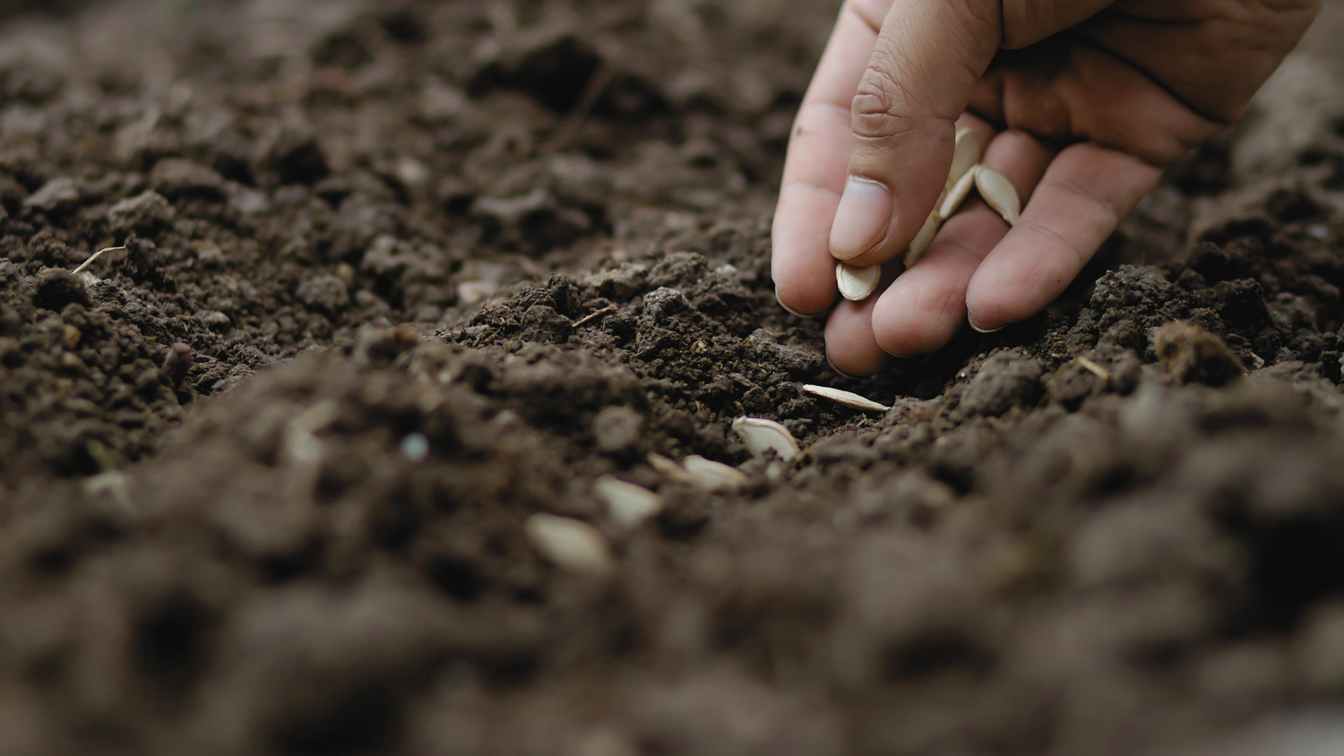 Planting Seeds: A Vision of Wellness, Connection, and Growth