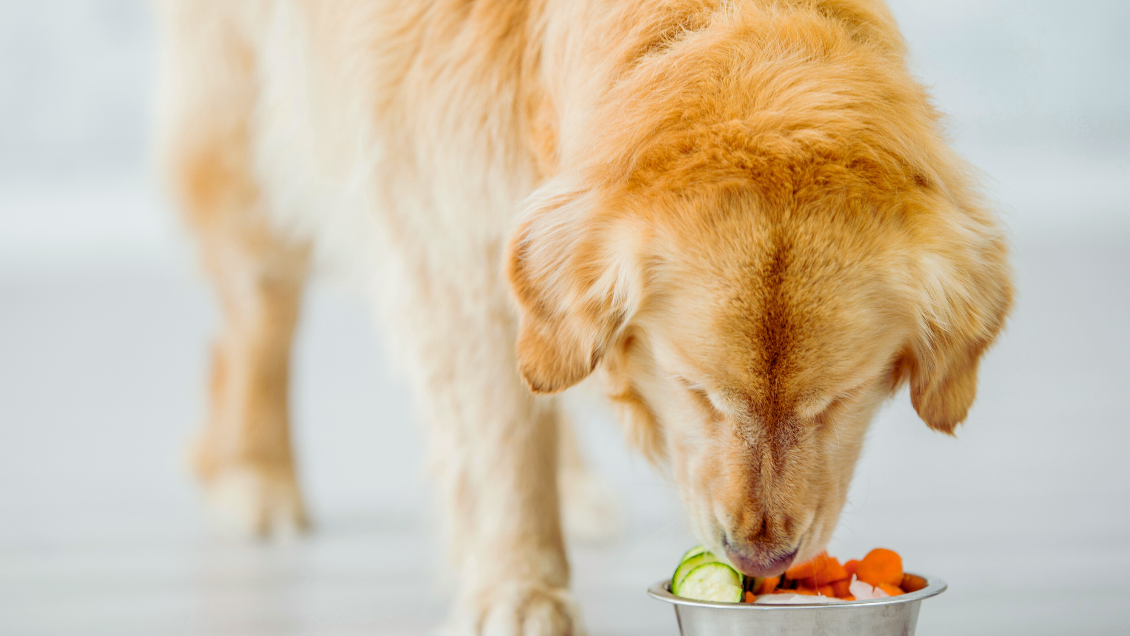 Pet Parents: The Ultimate Diet Guide For Dogs