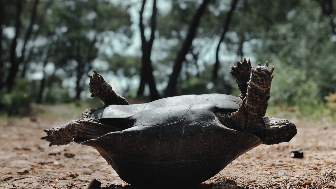 Could You Survive One Year in the Wild?